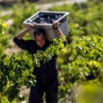 Tecnovino-cosecha-de-Rioja