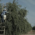 aceitunas arauco cose