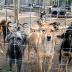 refugio animal